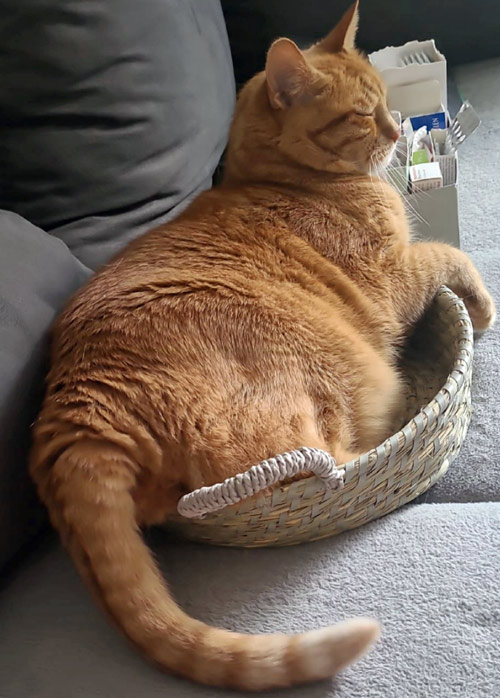 2026 10 09 Kater Timmi 01
