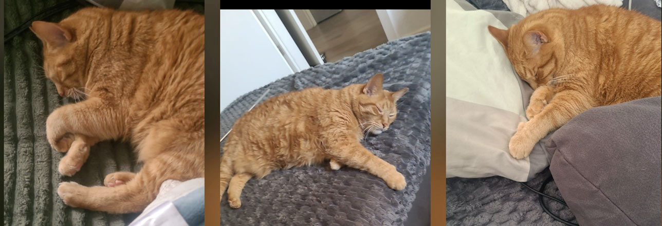 Kater Timmi 2026 10 09 Kater Timmi 02