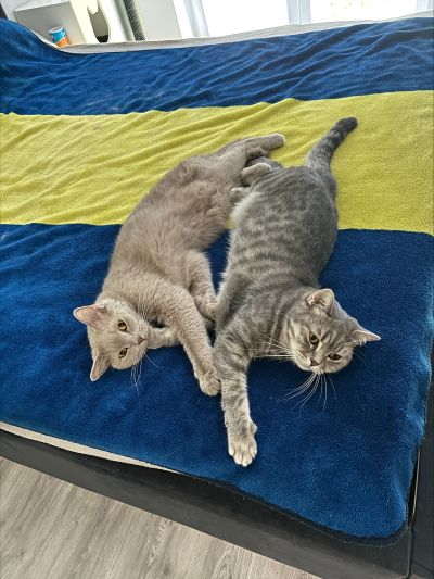 CEB718A3 8B14 40F6 89F8 99D7EC374CBF 1 105 c