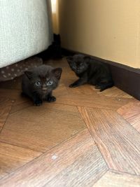 4 Kitten 1