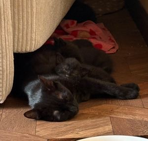 4 Kitten 2