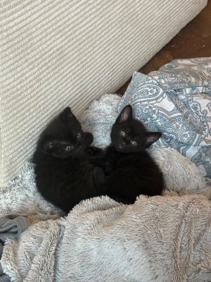 4 Kitten 3