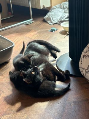 4 Kitten 4