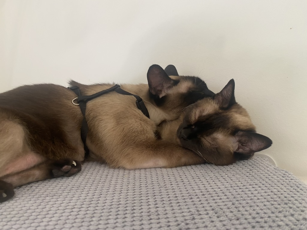 CEB718A3 8B14 40F6 89F8 99D7EC374CBF 1 105 c