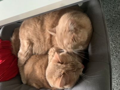 Sammy und Joschi