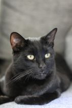blacky klein