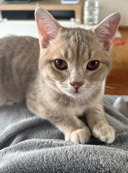 milo