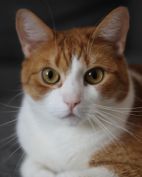 simba klein